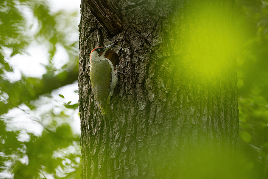 Gruenspecht - Picus viridis Spechte Weibchen Grimma Sachsen Muldental Echte Spechte Woodpecker Voegel 