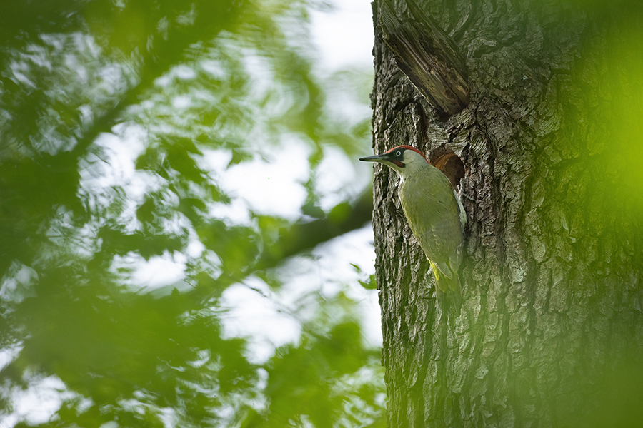 Gruenspecht - Picus viridis Spechte Weibchen Grimma Sachsen Muldental Echte Spechte Woodpecker Voegel 