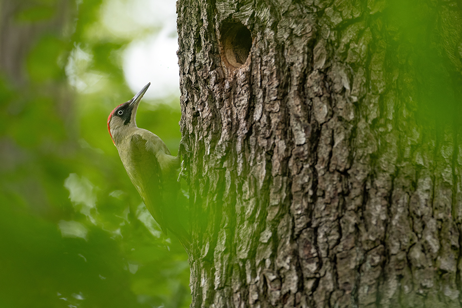 Gruenspecht - Picus viridis Spechte Weibchen Grimma Sachsen Muldental Echte Spechte Woodpecker Voegel 