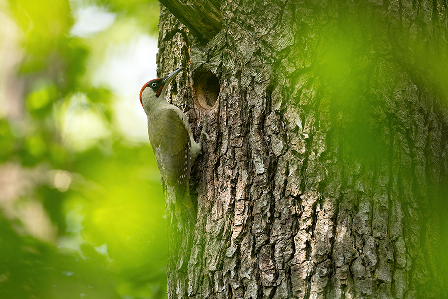 Gruenspecht - Picus viridis Spechte Weibchen Grimma Sachsen Muldental Echte Spechte Woodpecker Voegel 