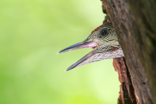 Grünspecht, Grunecht - Picus viridis, Vogel des Jahres 2014, Spechte, Erdspechte, Specht, Nicht schlecht Herr Specht, Muldental, Gruenspechte im Muldental, Gruenspecht im Muldental, Gruenspecht in Sachsen, Sachsen, Picus viridus, Weibchen, Maennchen