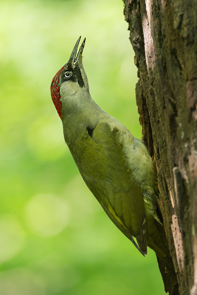 Grünspecht, Gruenspecht - Picus viridis, Vogel des Jahres 2014, Spechte, Erdspechte, Specht, Nicht schlecht Herr Specht, Muldental, Gruenspechte im Muldental, Gruenspecht im Muldental, Gruenspecht in Sachsen, Sachsen, Picus viridus, Weibchen, Maennchen