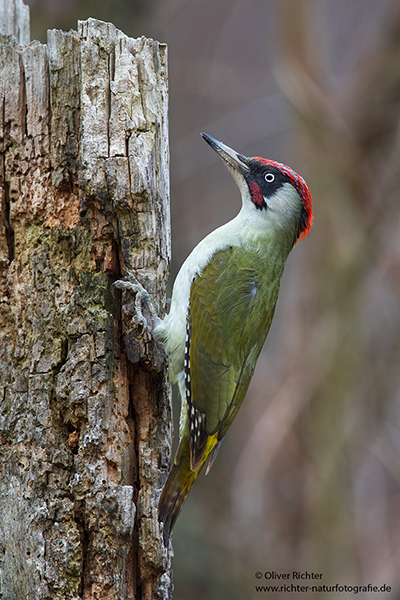 Grünspecht, Gruenspecht - Picus viridis, Vogel des Jahres 2014, Spechte, Erdspechte, Specht, Nicht schlecht Herr Specht, Muldental, Gruenspechte im Muldental, Gruenspecht im Muldental, Gruenspecht in Sachsen, Sachsen, Picus viridus, Weibchen, Maennchen