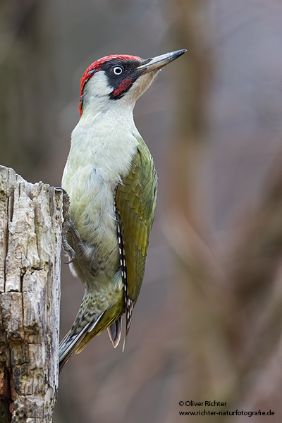 Grünspecht, Gruenspecht - Picus viridis, Vogel des Jahres 2014, Spechte, Erdspechte, Specht, Nicht schlecht Herr Specht, Muldental, Gruenspechte im Muldental, Gruenspecht im Muldental, Gruenspecht in Sachsen, Sachsen, Picus viridus, Weibchen, Maennchen