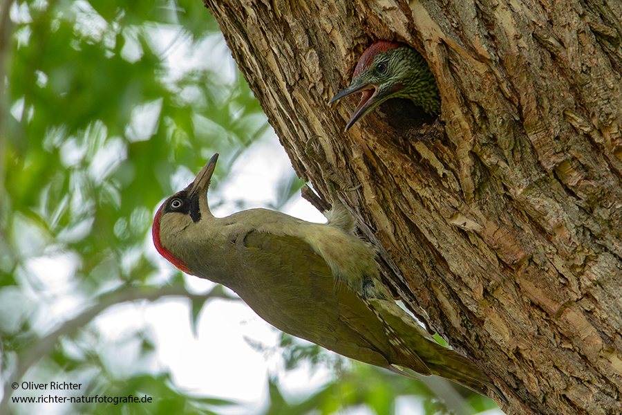 Gruenspecht - Picus viridis Spechte Weibchen Grimma Sachsen Muldental Echte Spechte Woodpecker Voegel 