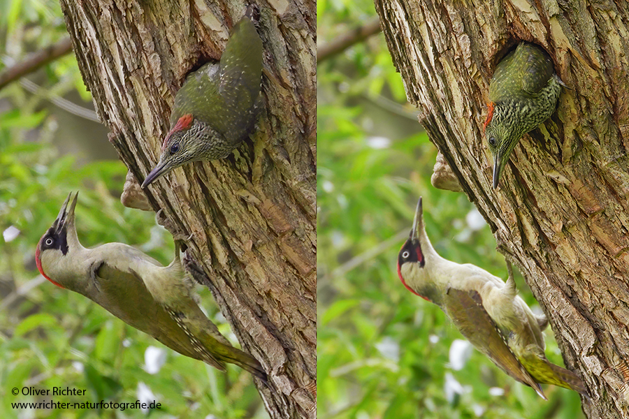 Gruenspecht - Picus viridis Spechte Weibchen Grimma Sachsen Muldental Echte Spechte Woodpecker Voegel 