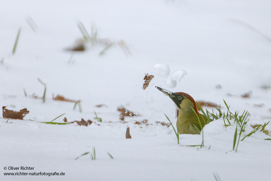Gruenspecht - Picus viridis Spechte Weibchen Grimma Sachsen Muldental Echte Spechte Woodpecker Voegel 