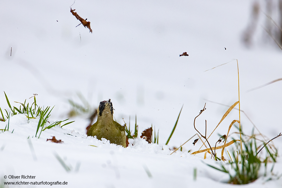 Gruenspecht - Picus viridis Spechte Weibchen Grimma Sachsen Muldental Echte Spechte Woodpecker Voegel 