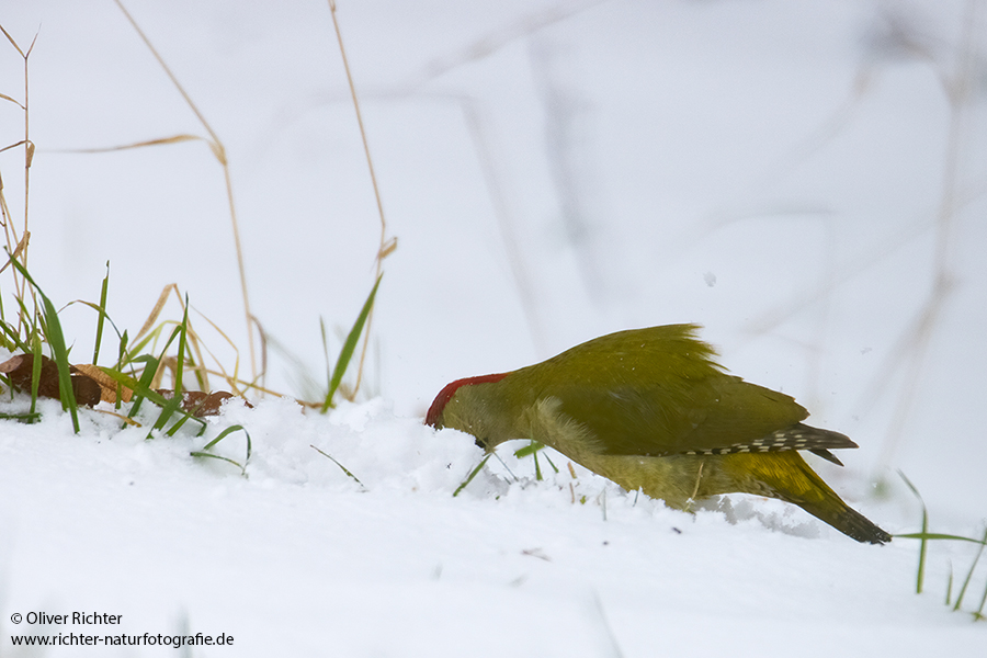 Gruenspecht - Picus viridis Spechte Weibchen Grimma Sachsen Muldental Echte Spechte Woodpecker Voegel 