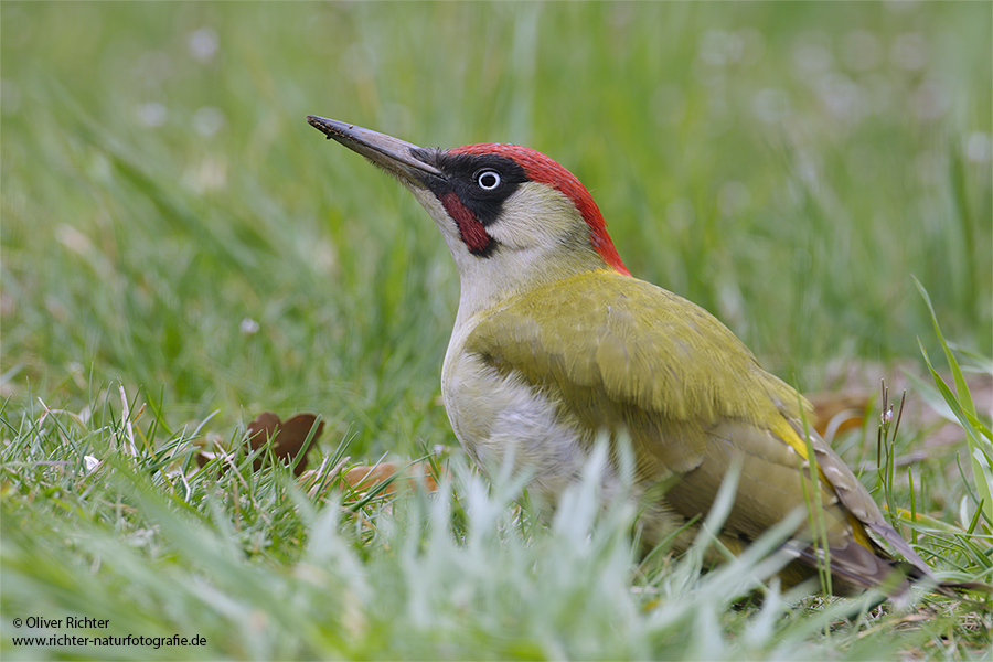Gruenspecht - Picus viridis Spechte Weibchen Grimma Sachsen Muldental Echte Spechte Woodpecker Voegel 
