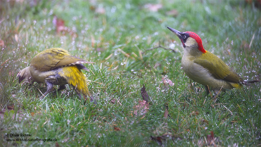 Gruenspecht - Picus viridis Spechte Weibchen Grimma Sachsen Muldental Echte Spechte Woodpecker Voegel 