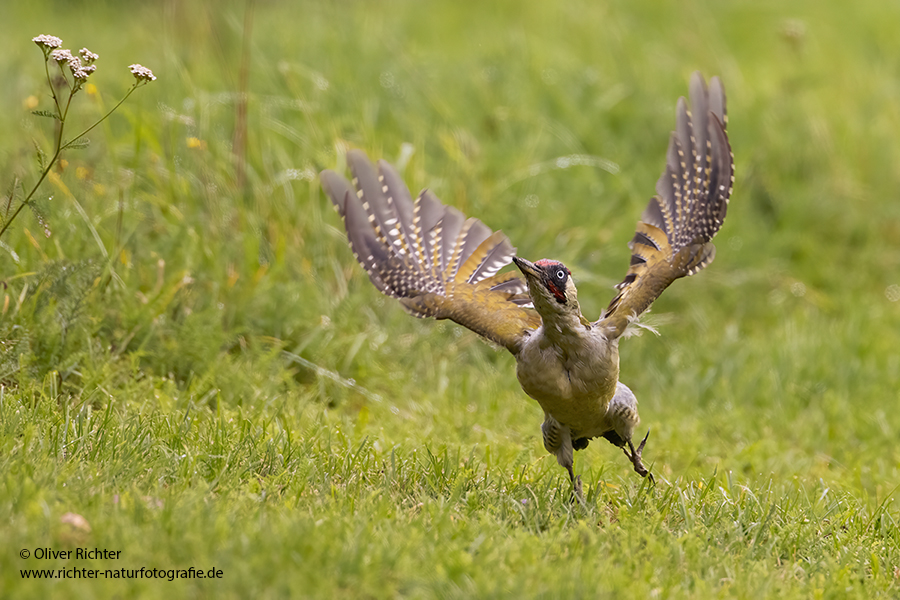 Gruenspecht - Picus viridis Spechte Weibchen Grimma Sachsen Muldental Echte Spechte Woodpecker Voegel 