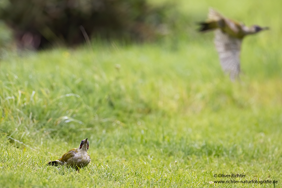 Gruenspecht - Picus viridis Spechte Weibchen Grimma Sachsen Muldental Echte Spechte Woodpecker Voegel 