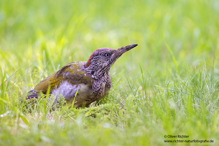 Gruenspecht - Picus viridis Spechte Weibchen Grimma Sachsen Muldental Echte Spechte Woodpecker Voegel 