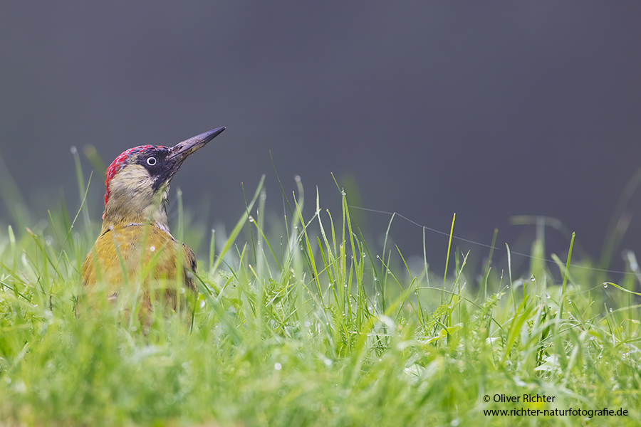 Gruenspecht - Picus viridis Spechte Weibchen Grimma Sachsen Muldental Echte Spechte Woodpecker Voegel 