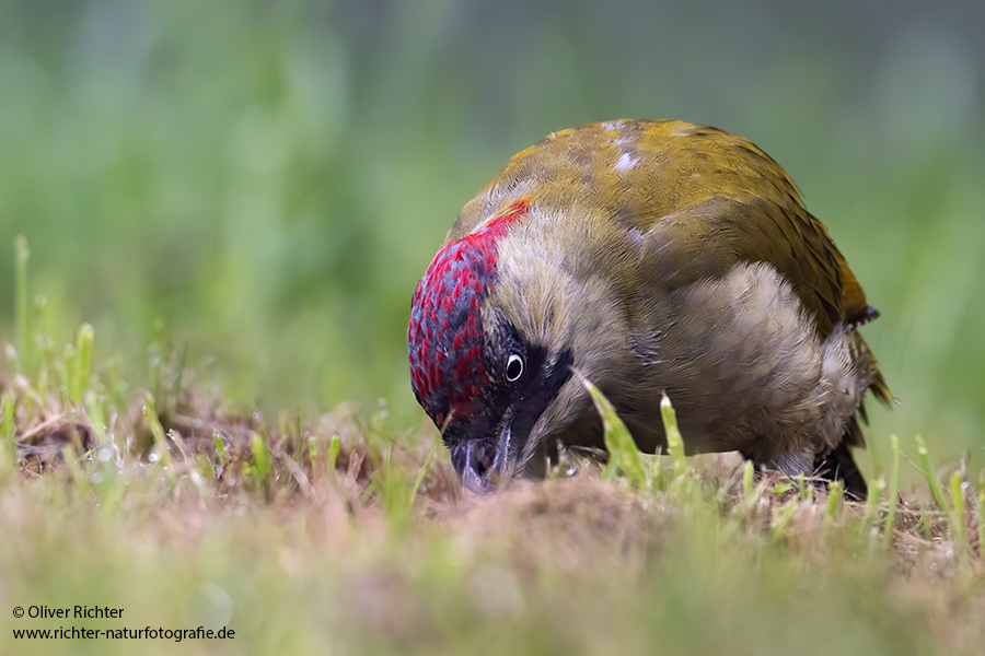 Gruenspecht - Picus viridis Spechte Weibchen Grimma Sachsen Muldental Echte Spechte Woodpecker Voegel 