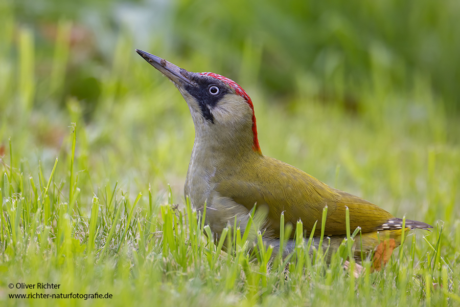 Gruenspecht - Picus viridis Spechte Weibchen Grimma Sachsen Muldental Echte Spechte Woodpecker Voegel 