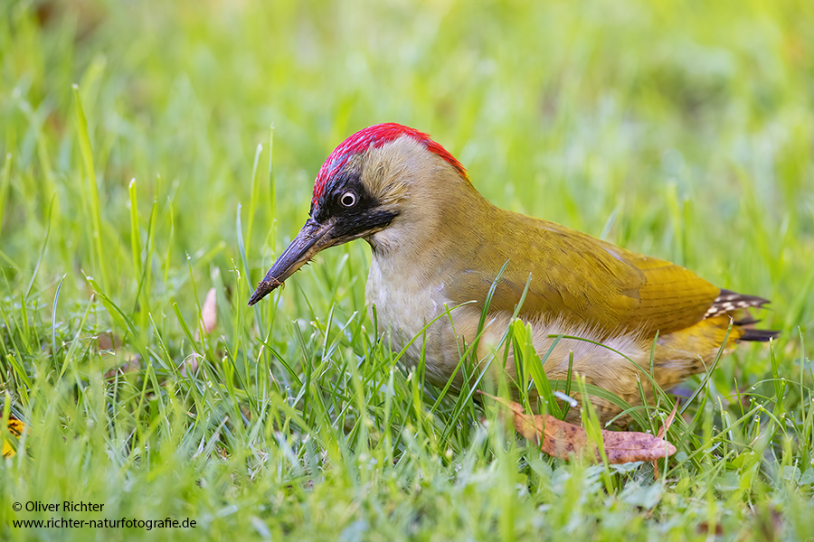 Gruenspecht - Picus viridis Spechte Weibchen Grimma Sachsen Muldental Echte Spechte Woodpecker Voegel 
