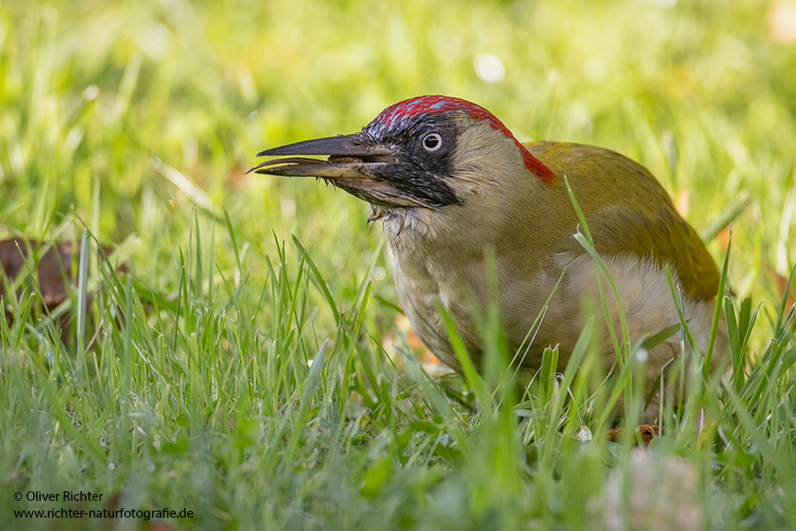Gruenspecht - Picus viridis Spechte Weibchen Grimma Sachsen Muldental Echte Spechte Woodpecker Voegel 
