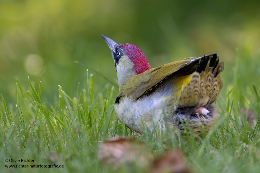Gruenspecht - Picus viridis Spechte Weibchen Grimma Sachsen Muldental Echte Spechte Woodpecker Voegel 