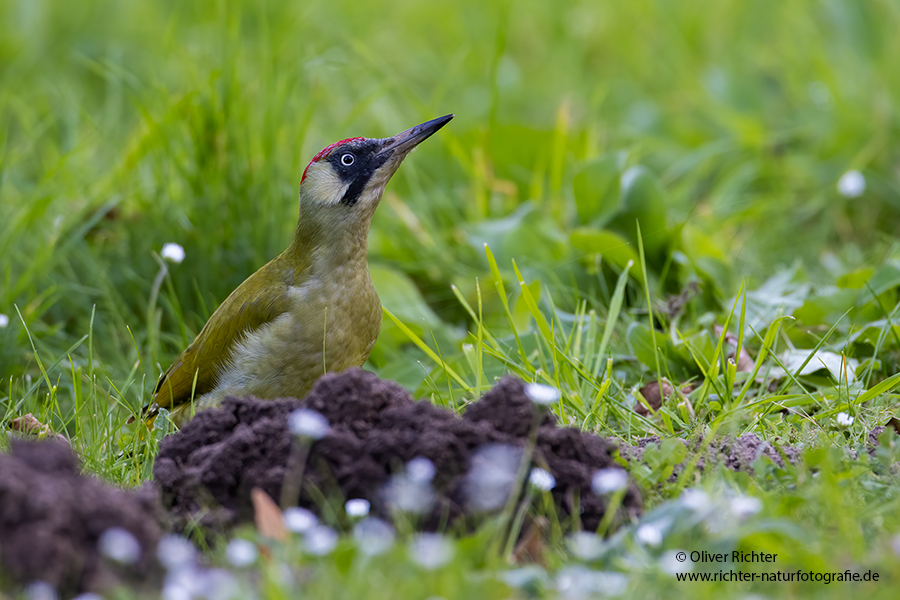 Gruenspecht - Picus viridis Spechte Weibchen Grimma Sachsen Muldental Echte Spechte Woodpecker Voegel 