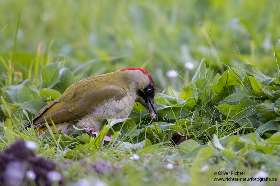 Gruenspecht - Picus viridis Spechte Weibchen Grimma Sachsen Muldental Echte Spechte Woodpecker Voegel 