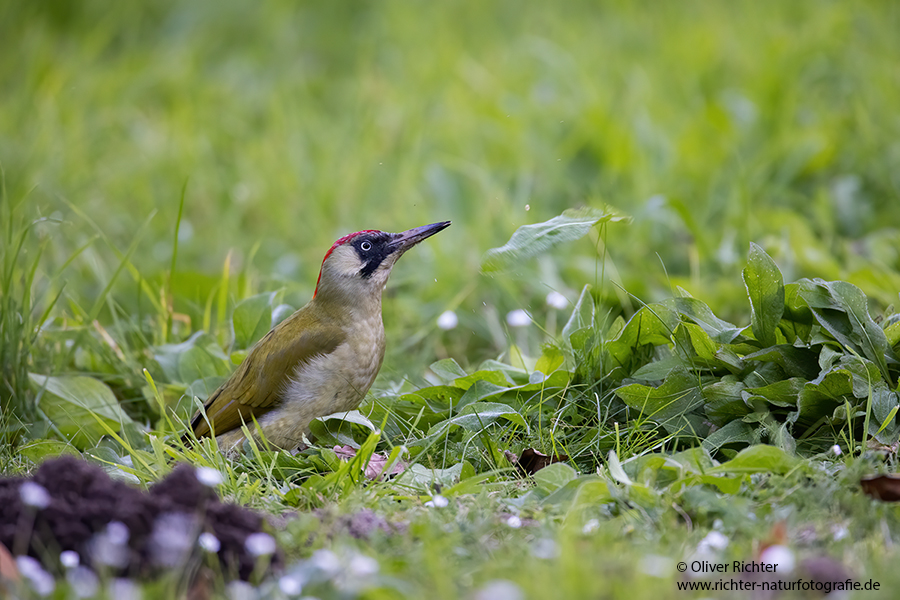 Gruenspecht - Picus viridis Spechte Weibchen Grimma Sachsen Muldental Echte Spechte Woodpecker Voegel 