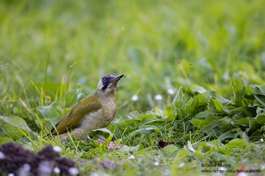 Gruenspecht - Picus viridis Spechte Weibchen Grimma Sachsen Muldental Echte Spechte Woodpecker Voegel 