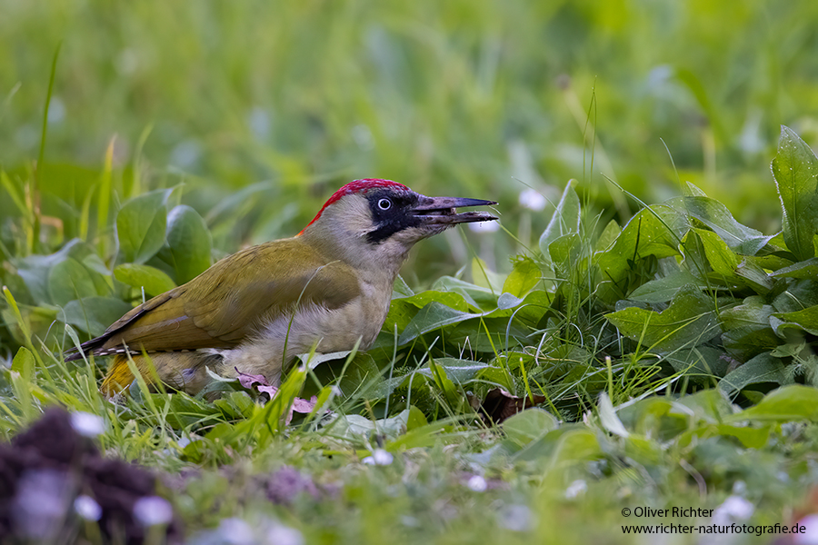 Gruenspecht - Picus viridis Spechte Weibchen Grimma Sachsen Muldental Echte Spechte Woodpecker Voegel 