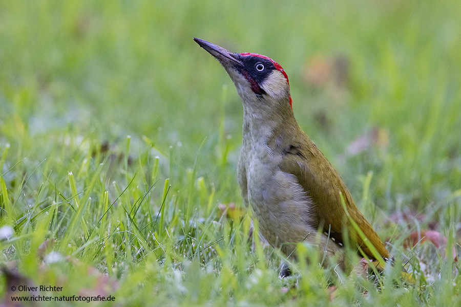 Gruenspecht - Picus viridis Spechte Weibchen Grimma Sachsen Muldental Echte Spechte Woodpecker Voegel 