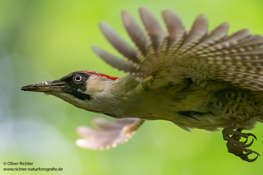 Gruenspecht - Picus viridis Spechte Weibchen Grimma Sachsen Muldental Echte Spechte Woodpecker Voegel 