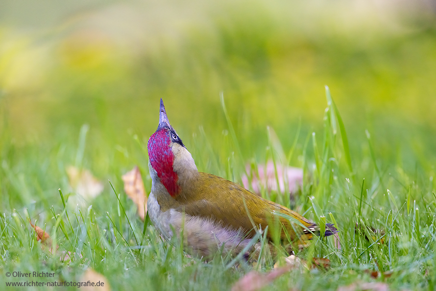 Gruenspecht - Picus viridis Spechte Weibchen Grimma Sachsen Muldental Echte Spechte Woodpecker Voegel 