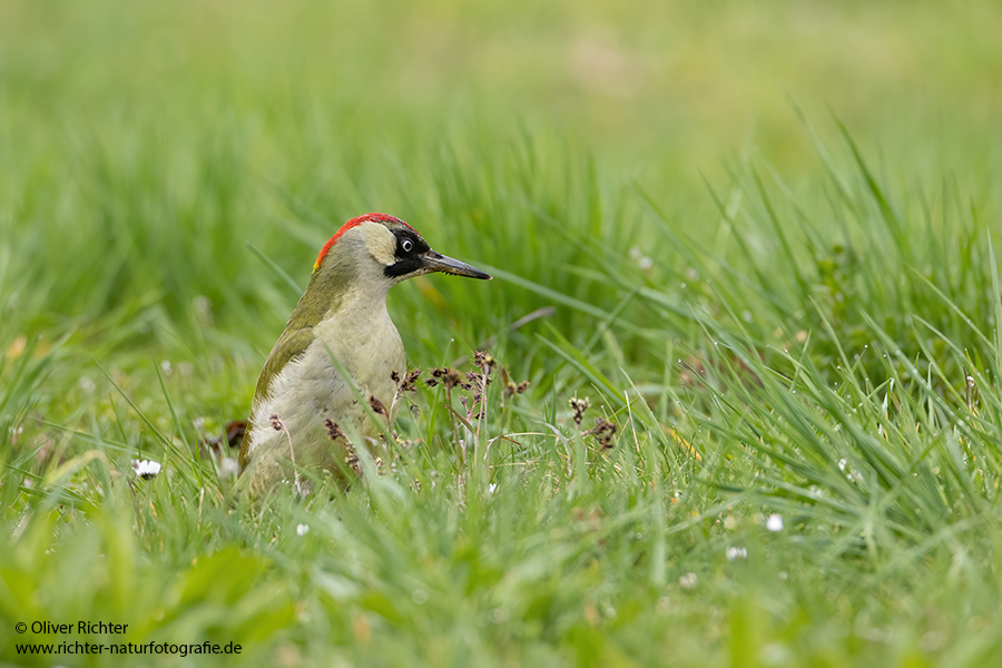 Gruenspecht - Picus viridis Spechte Weibchen Grimma Sachsen Muldental Echte Spechte Woodpecker Voegel 