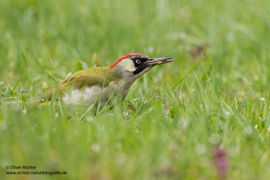 Gruenspecht - Picus viridis Spechte Weibchen Grimma Sachsen Muldental Echte Spechte Woodpecker Voegel 