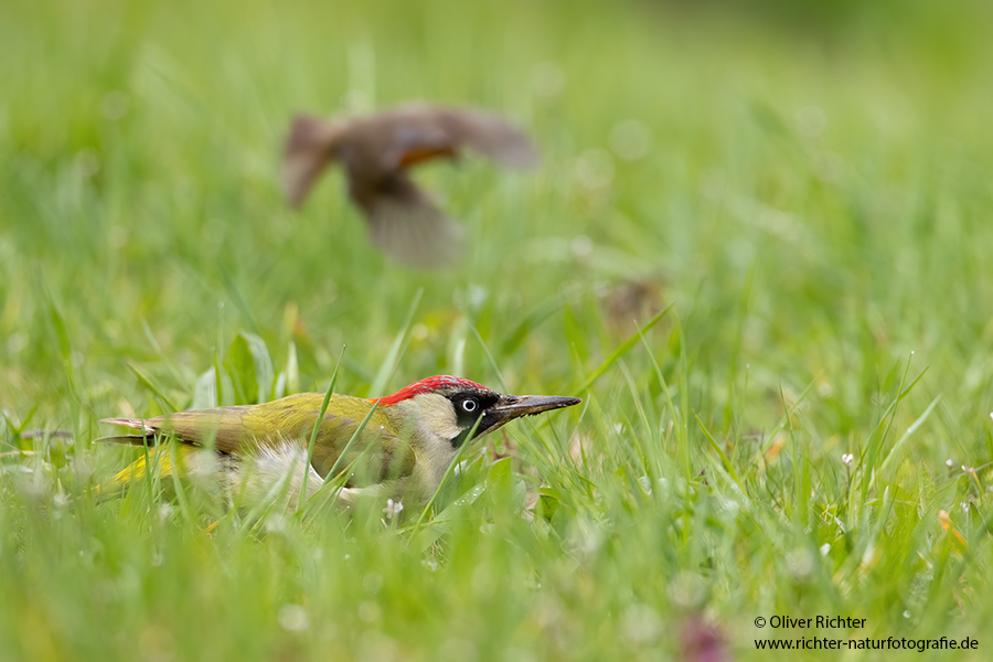 Gruenspecht - Picus viridis Spechte Weibchen Grimma Sachsen Muldental Echte Spechte Woodpecker Voegel 
