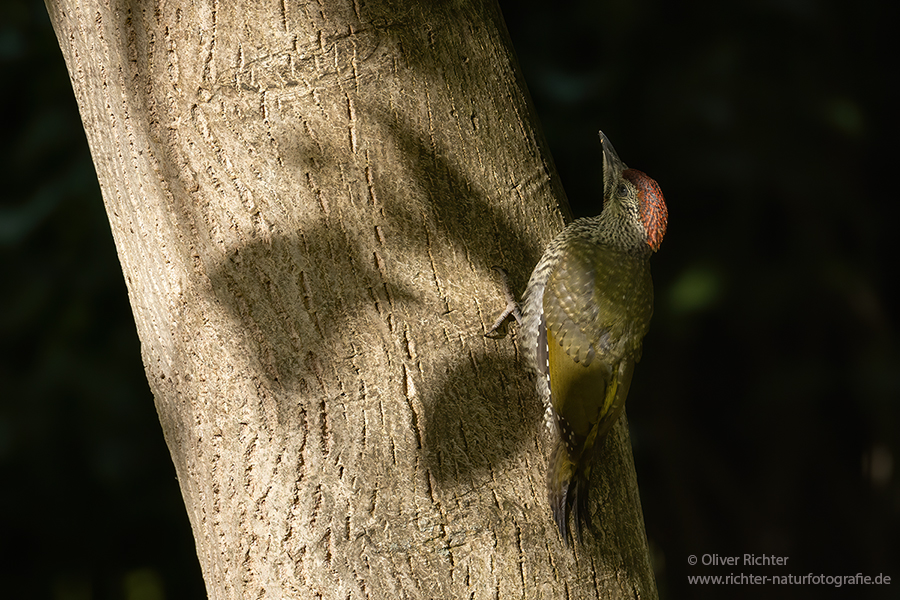 Gruenspecht - Picus viridis Spechte Weibchen Grimma Sachsen Muldental Echte Spechte Woodpecker Voegel 