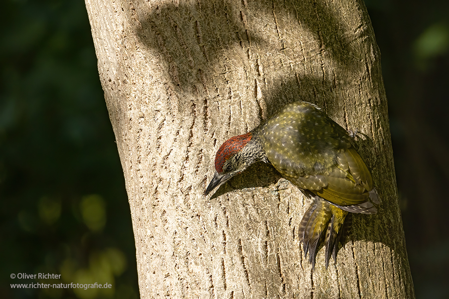 Gruenspecht - Picus viridis Spechte Weibchen Grimma Sachsen Muldental Echte Spechte Woodpecker Voegel 