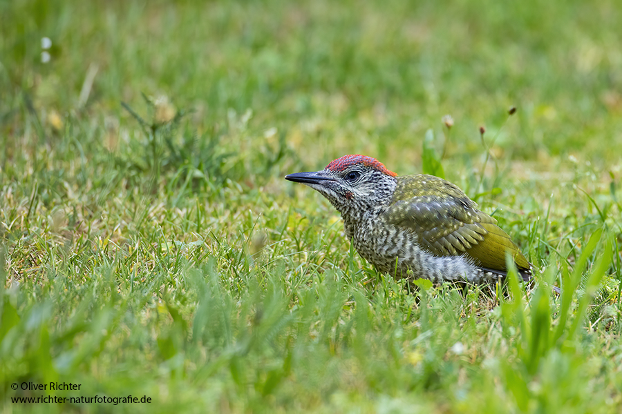 Gruenspecht - Picus viridis Spechte Weibchen Grimma Sachsen Muldental Echte Spechte Woodpecker Voegel 