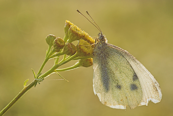 Kleiner Kohlweißling - Pieris rapae