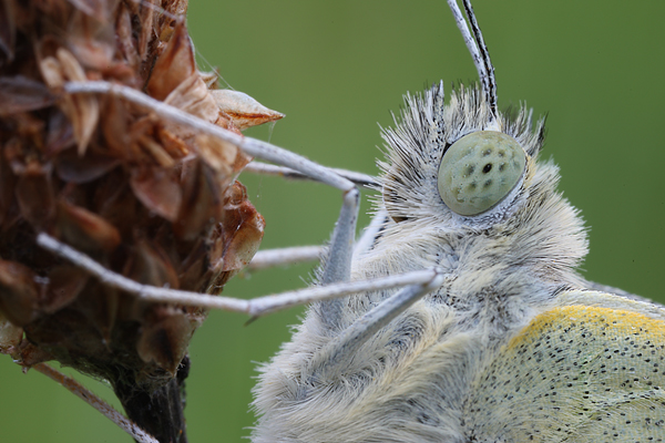 Kleiner Kohlweißling - Pieris rapae