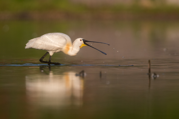 Loeffler - Platalea leucorodia, Ciconiiformes, Ibisse, Loeffler, Threskiornithidae, Plataleinae, Platalea, Sachsen, Gast, Schreitvogel, Schreitvoegel, Loefflereiher