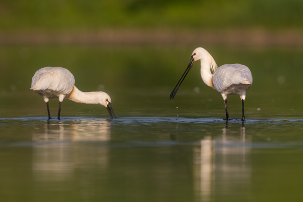 Loeffler - Platalea leucorodia, Ciconiiformes, Ibisse, Loeffler, Threskiornithidae, Plataleinae, Platalea, Sachsen, Gast, Schreitvogel, Schreitvoegel, Loefflereiher