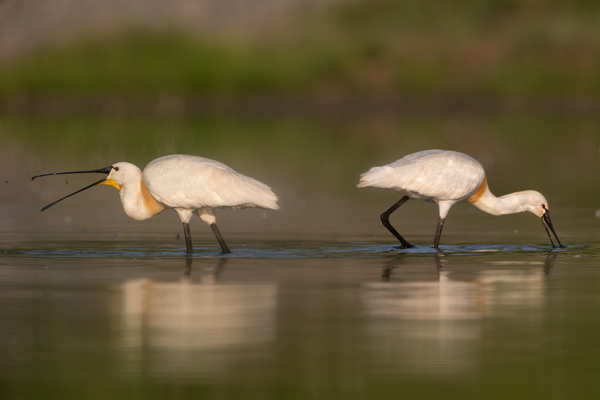 Loeffler - Platalea leucorodia, Ciconiiformes, Ibisse, Loeffler, Threskiornithidae, Plataleinae, Platalea, Sachsen, Gast, Schreitvogel, Schreitvoegel, Loefflereiher