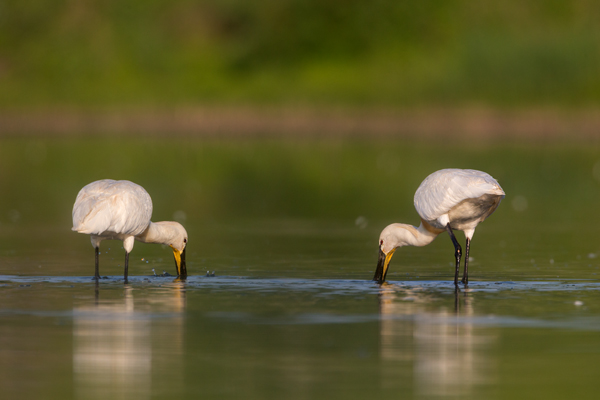 Loeffler - Platalea leucorodia, Ciconiiformes, Ibisse, Loeffler, Threskiornithidae, Plataleinae, Platalea, Sachsen, Gast, Schreitvogel, Schreitvoegel, Loefflereiher