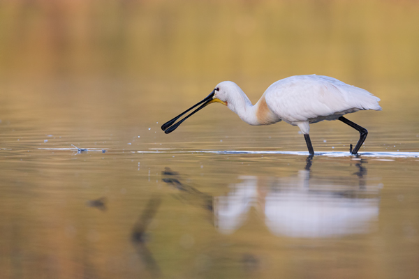 Loeffler - Platalea leucorodia, Ciconiiformes, Ibisse, Loeffler, Threskiornithidae, Plataleinae, Platalea, Sachsen, Gast, Schreitvogel, Schreitvoegel, Loefflereiher
