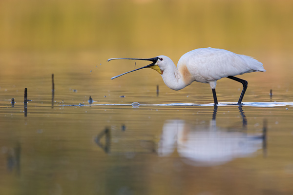 Loeffler - Platalea leucorodia, Ciconiiformes, Ibisse, Loeffler, Threskiornithidae, Plataleinae, Platalea, Sachsen, Gast, Schreitvogel, Schreitvoegel, Loefflereiher