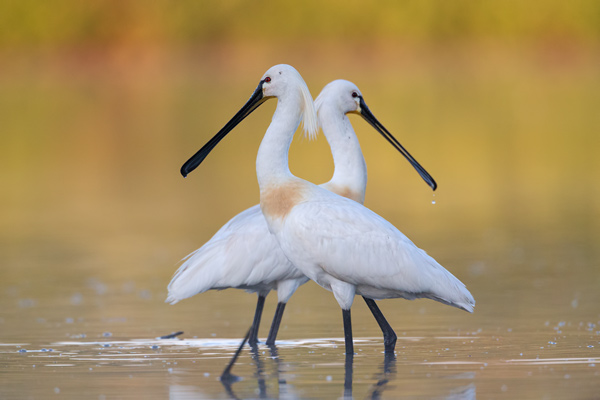 Loeffler - Platalea leucorodia, Ciconiiformes, Ibisse, Loeffler, Threskiornithidae, Plataleinae, Platalea, Sachsen, Gast, Schreitvogel, Schreitvoegel, Loefflereiher