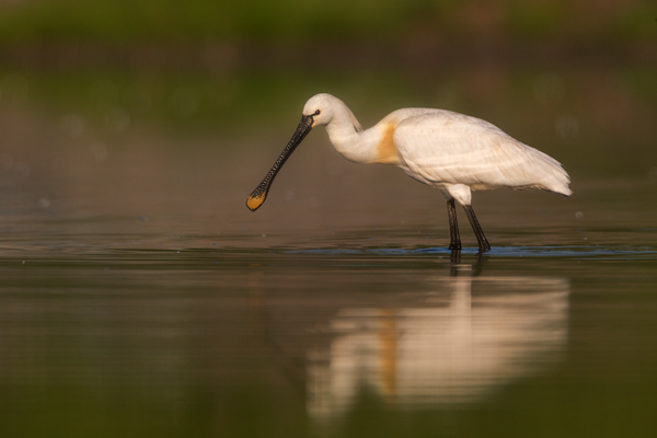 Loeffler - Platalea leucorodia, Ciconiiformes, Ibisse, Loeffler, Threskiornithidae, Plataleinae, Platalea, Sachsen, Gast, Schreitvogel, Schreitvoegel, Loefflereiher
