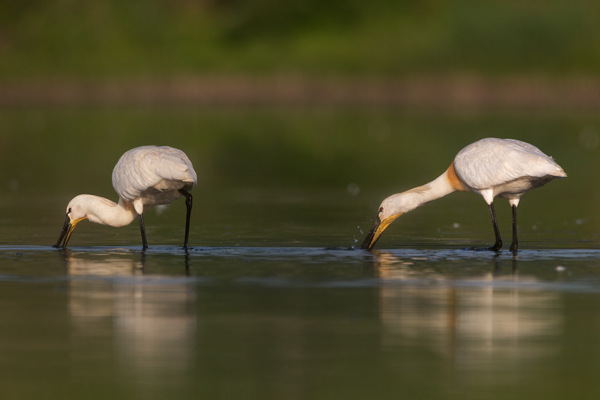 Loeffler - Platalea leucorodia, Ciconiiformes, Ibisse, Loeffler, Threskiornithidae, Plataleinae, Platalea, Sachsen, Gast, Schreitvogel, Schreitvoegel, Loefflereiher