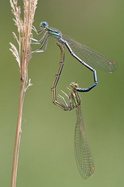 Blaue Federlibelle - Platycnemis pennipes